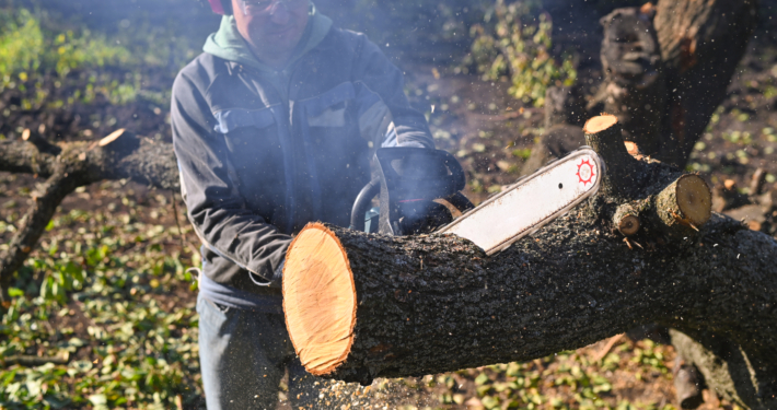 Tree Removal